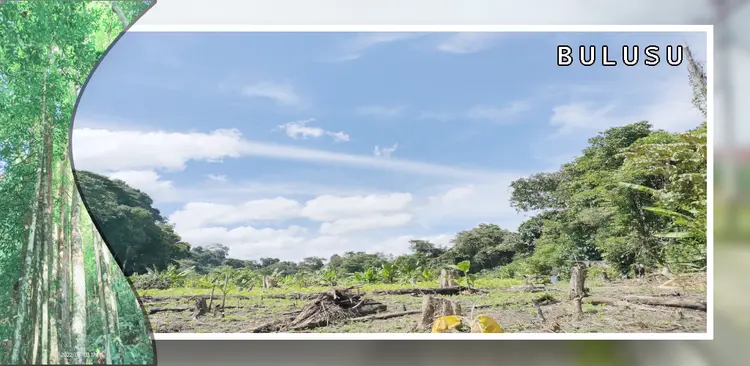 Bulusu